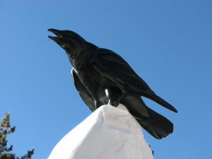 schiffer ravens 005